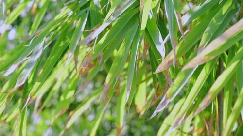Vibrant Green Bamboo Leaves Gently Swaying