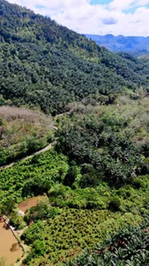 Picturesque green scenery of a tropical nature.