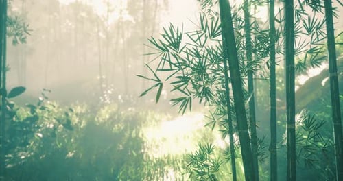 Sunlight Filters Through Bamboo Trees in a Serene Green Forest Setting