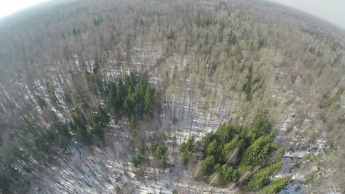 Flug über Mischwälder mit Nadelbäumen und Birken — Winterszene