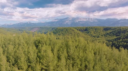 Aerial Drone Footage of Green Trees on a Hill Against a Blue Sky