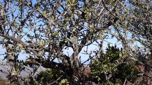 Brush thickett in the great karoo