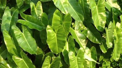 Close Up of Lush Tropical Green Leaves