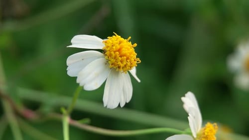 close-up of flowers infested with small insects