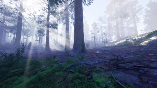 Forêt calme remplie de mousse illuminée doucement par les rayons du soleil et le brouillard