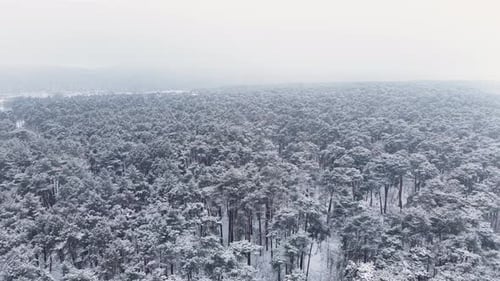 Aerial View of Snow-Covered Winter Forest Landscape