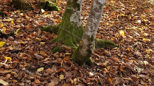 Trees with Moss in the Autumn Forest Among Yellow Fallen Leaves