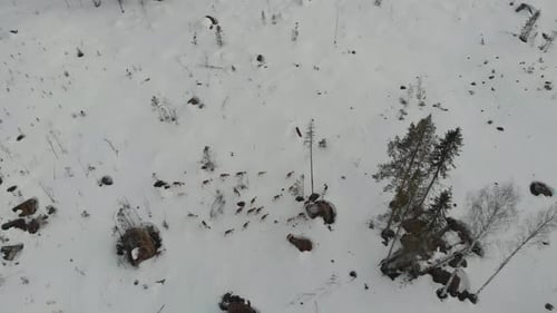 Reindeer Herd Walking Through Snowy Winter Landscape