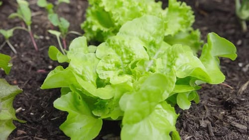 Fresh organic Lettuce growing in the garden bed Close Up Zoom in
