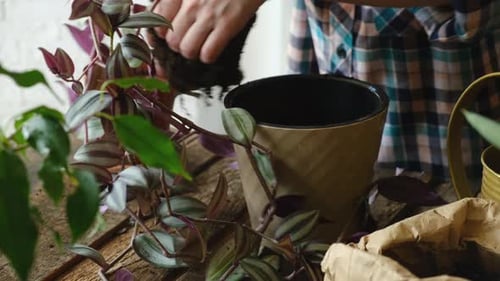 Woman Potting Plants Inside Her Cozy Home