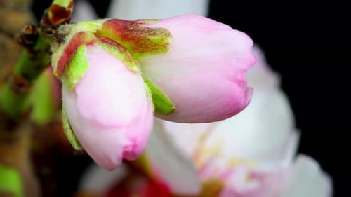 Épanouissement des fleurs, floraison des fleurs