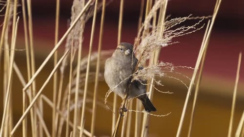 Slow motion shot of a House Sparrow perched on a thin reed and the flying off