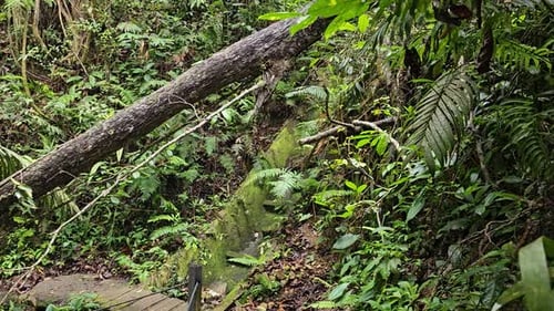 A serene nature trail through a lush forest is blocked by a fallen tree. Dense foliage in rainforest