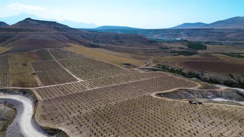 Aerial View of Young Vineyard and Rural Landscape