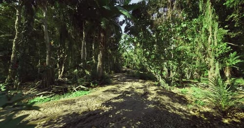 Forest Trail Journey Shaded Woodland Trail Encourages Activity