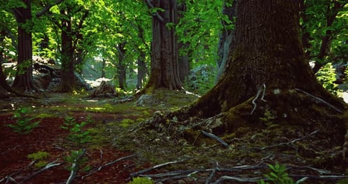 Exploring a Lush Forest with Sunlight Filtering Through the Vibrant Leaves
