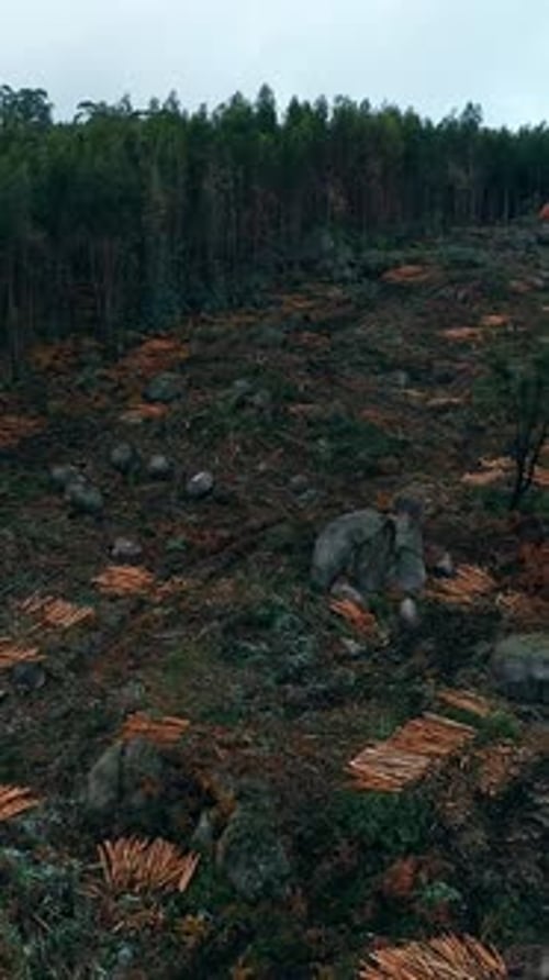 Aerial View of Deforestation Vertical Video