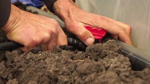 Man installing drip irrigation system. Close Up.