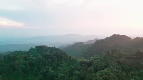 tropical forest with green trees at sunrise