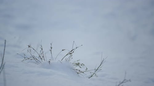 Thin grasses sticking from thick white snow in a tranquil winter landscape