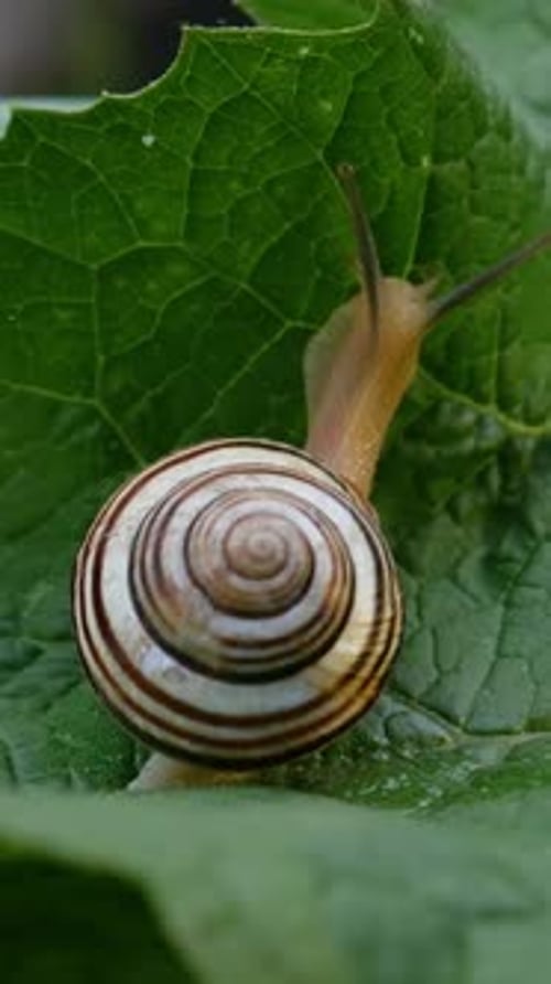 Small Shell Animal Crawls in Garden