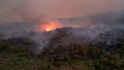 Waldbrand, brennende Bäume