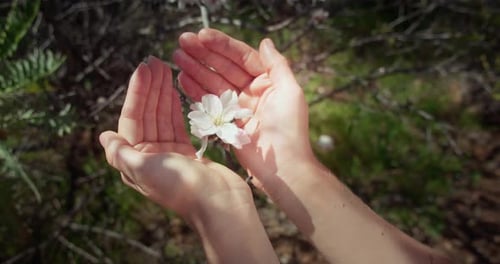Hands Cupping Delicate White Blossom Outdoors