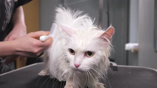 Fluffy White Cat Getting Groomed With a Brush