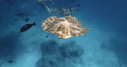Stingray Swimming Underwater in French Polynesia or Maldives Sting Ray Swim in Tropical Blue Sea