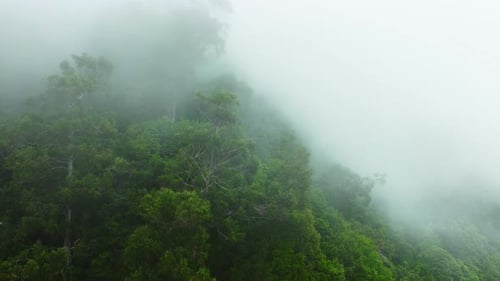 Evergreen Deciduous Forest On A Mountain Slope During Thick Fog Clouds Came Down From The Mountains