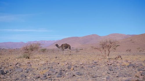 Dromedarys in westsahara, mauritania and morocco