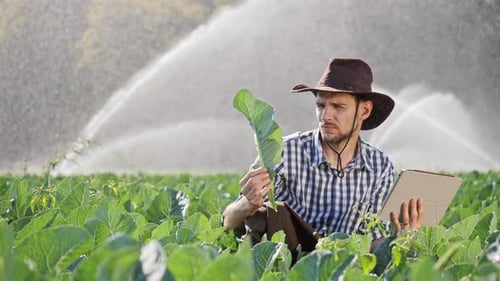 Farmer Using Digital Tablet During Monitoring His Plantation