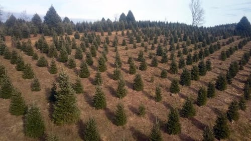 Aerial Push in Fraser Firs at NC Christmas Tree Farm