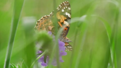 Field scabious with butterfly feeding on nectar