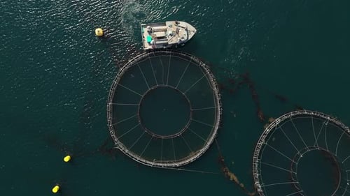 Vue aérienne d'une installation de pisciculture en Nouvelle-Écosse, Westport Harbour, Canada