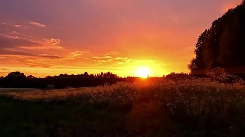 Experience the breathtaking sunrise as the wind spreads to grass flowers, creating vibrant colors in
