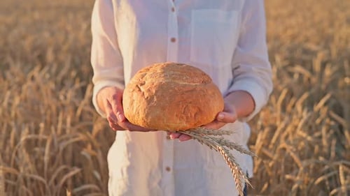 Woman in linen shirt holding fresh white bread in field of golden wheat at sunset. Bread in hands