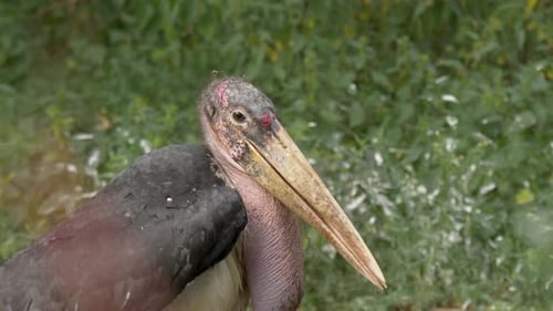 Marabustorch schaut sich auf einer grünen Wiese um.