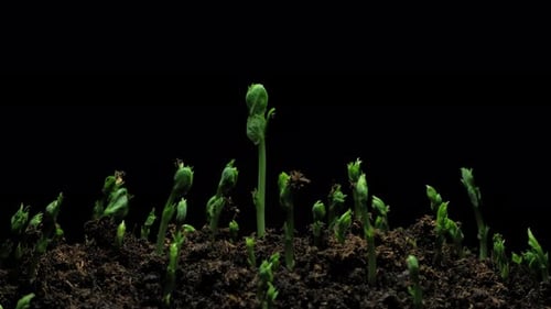 Tiny Sprouts Emerging from Soil in Time Lapse