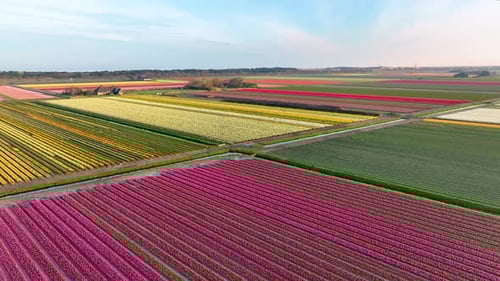Aerial drone view of colorful tulip fields, sunrise spring, The Netherlands