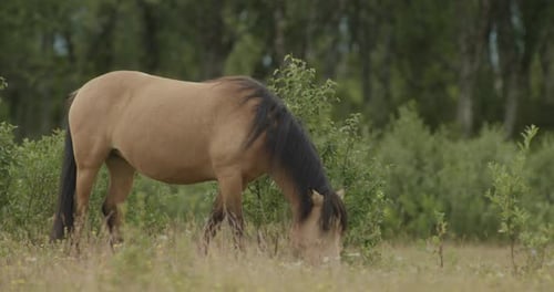 Chevaux paissant dans les fjords au coucher du soleil en Norvège