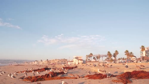 Seagull Birds By Ocean Water on Beach Sea Waves at Sunset in California USA