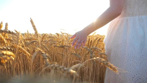 Female Hand Running Over Golden Ripe Wheat Carefree Girl in White Dress Enjoying Outdoor Leisure