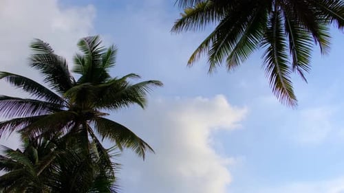 Tropical Palm Trees Swaying in the Breeze