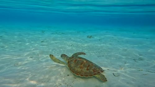 Schildkröte im Meer, Unterwasser-Nationalpark Komodo-Nationalpark