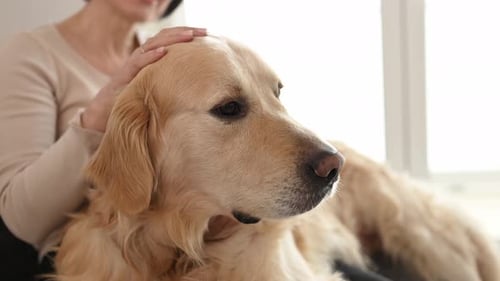 Woman Cuddles with Golden Retriever Dog Indoors