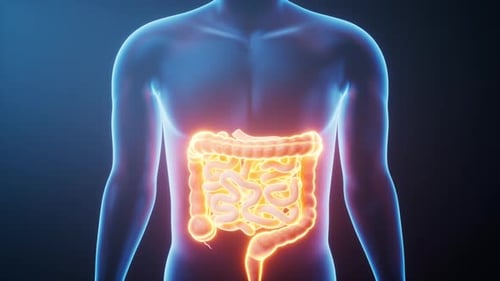 Organ intestinal tract in the transparent human body