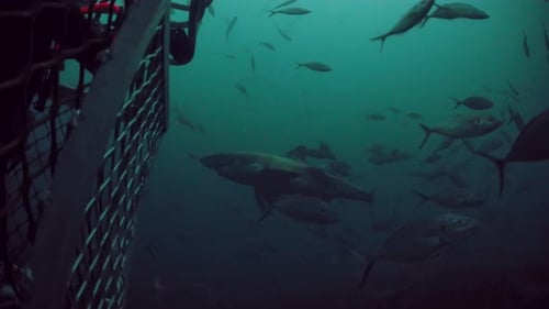 Great White Shark Carcharodon carcharias Neptune Islands South Australia 4k slow motion 50fps