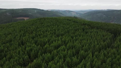 Aerial view in vast forest, Drone shot flying over tree tops, Nature background