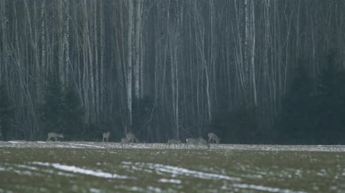 European roe deer flock eating on rape raps field in evening dusk